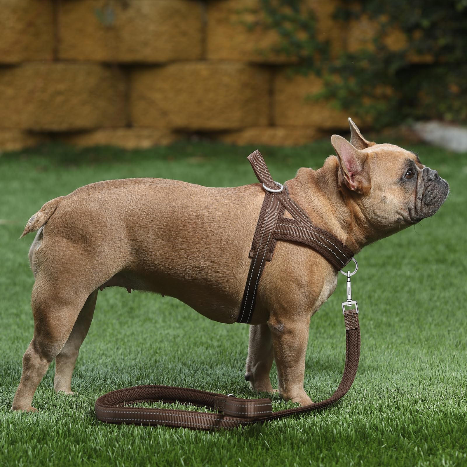 Arnés Plutus Pet nylon reforzado, uso diario duradero.