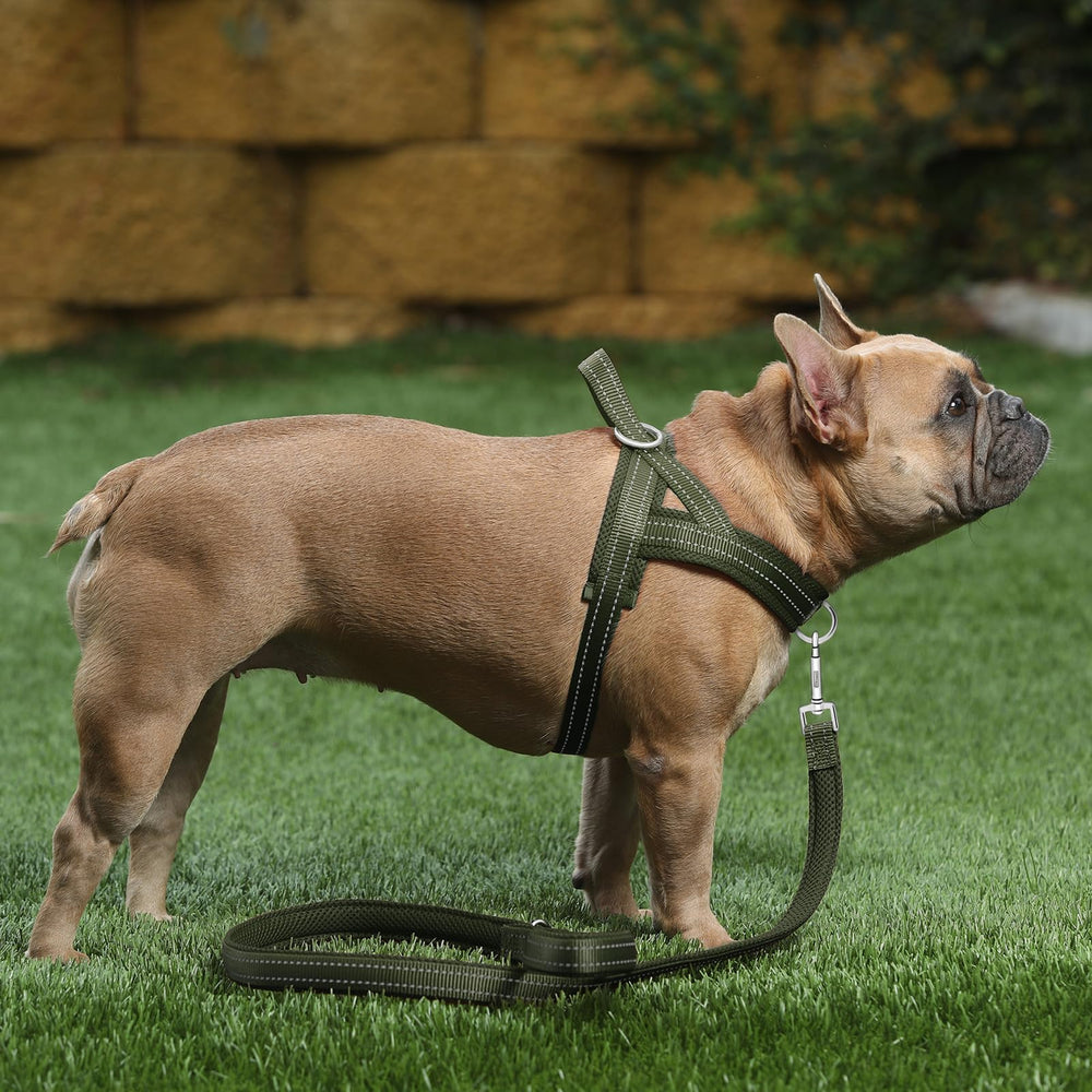 Arnés de nylon resistente con acolchado suave para perros activos.