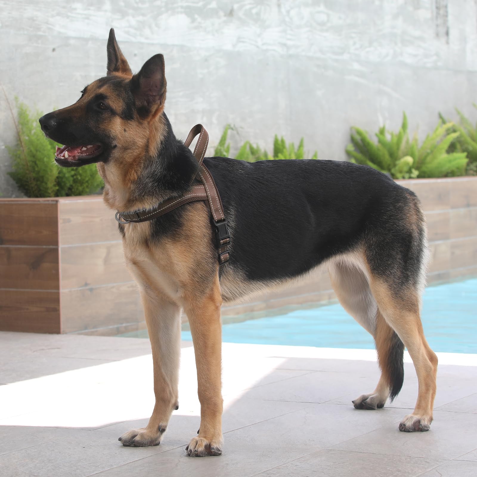 PLUTUS PET arnés suave y ligero para perros