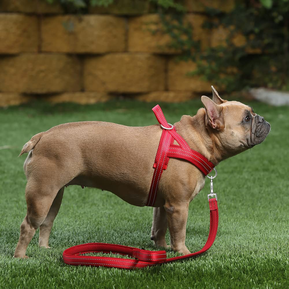 PLUTUS PET dos anillos para control y entrenamiento sin tirar