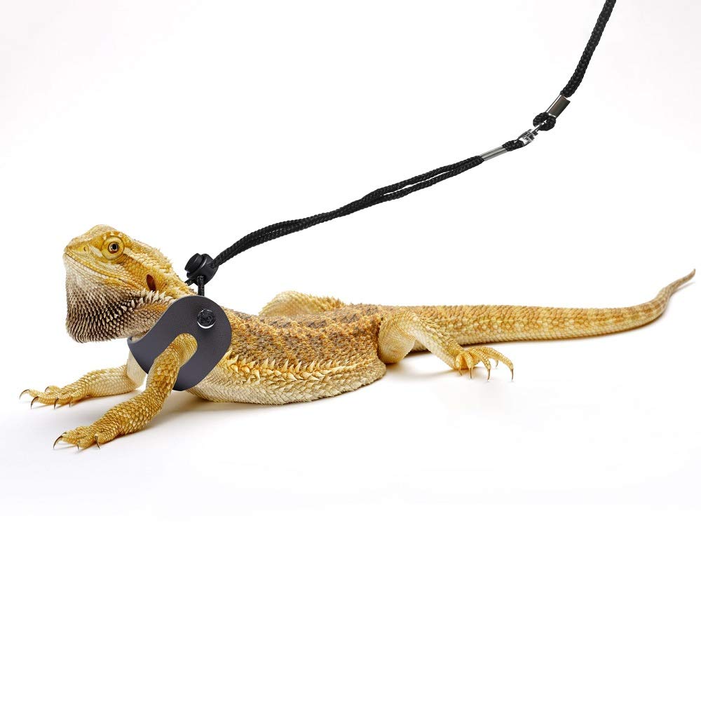 POLKASTORE conjunto arnes y correa facilita salidas diarias con tu mascota.