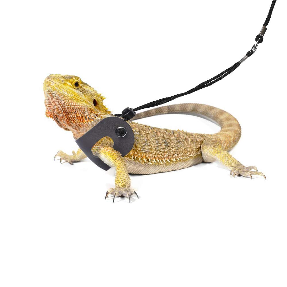 POLKASTORE disponible en tallas S M L para varios reptiles y mascotas pequenas.