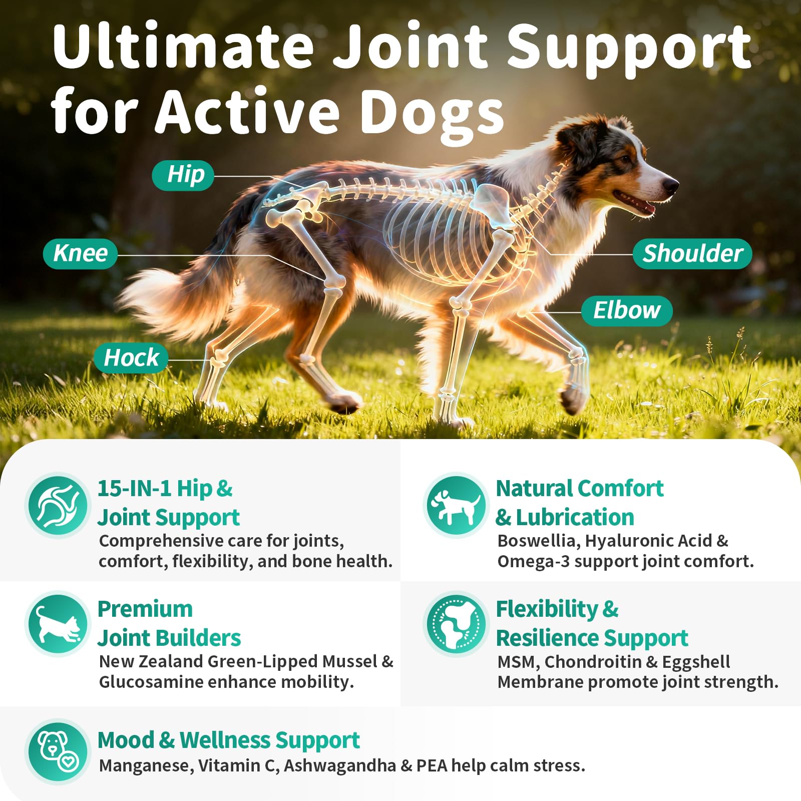 POPPAW movilidad diaria para perros con articulaciones más flexibles.