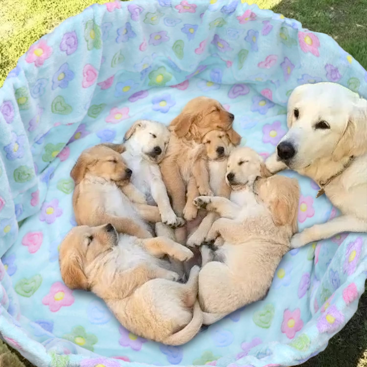 Pranovo regalo ideal para madres y refugios de perros