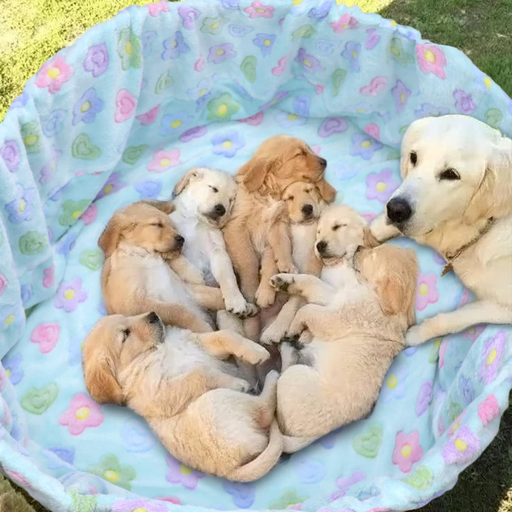 Pranovo regalo ideal para madres y refugios de perros