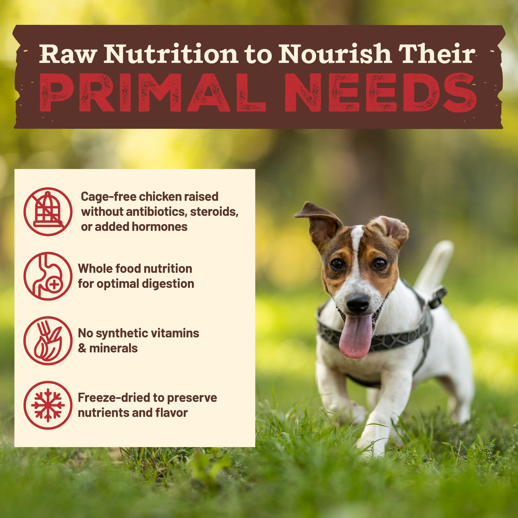 Primal Kibble en Crudo: kale orgánico aporta nutrientes y fibra.