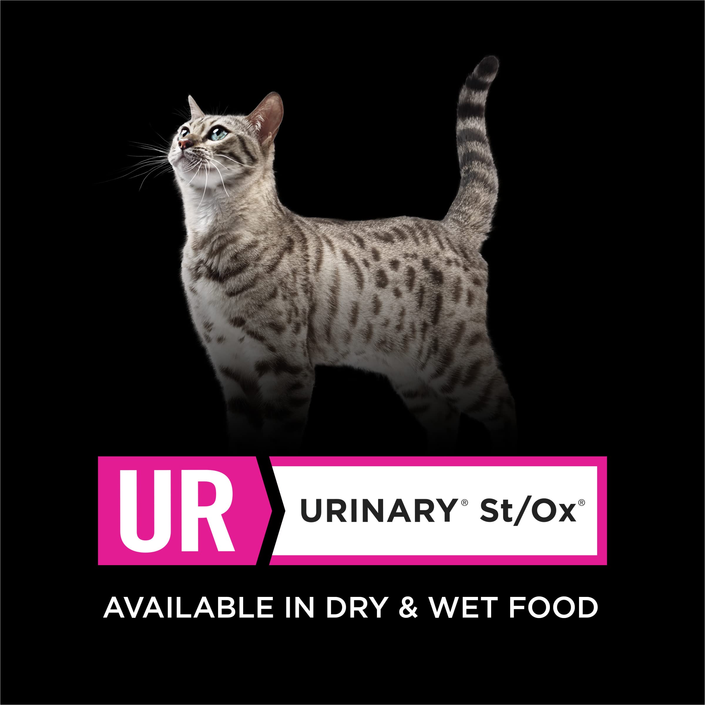 Purina Pro Plan felino: gato comiendo alimento seco