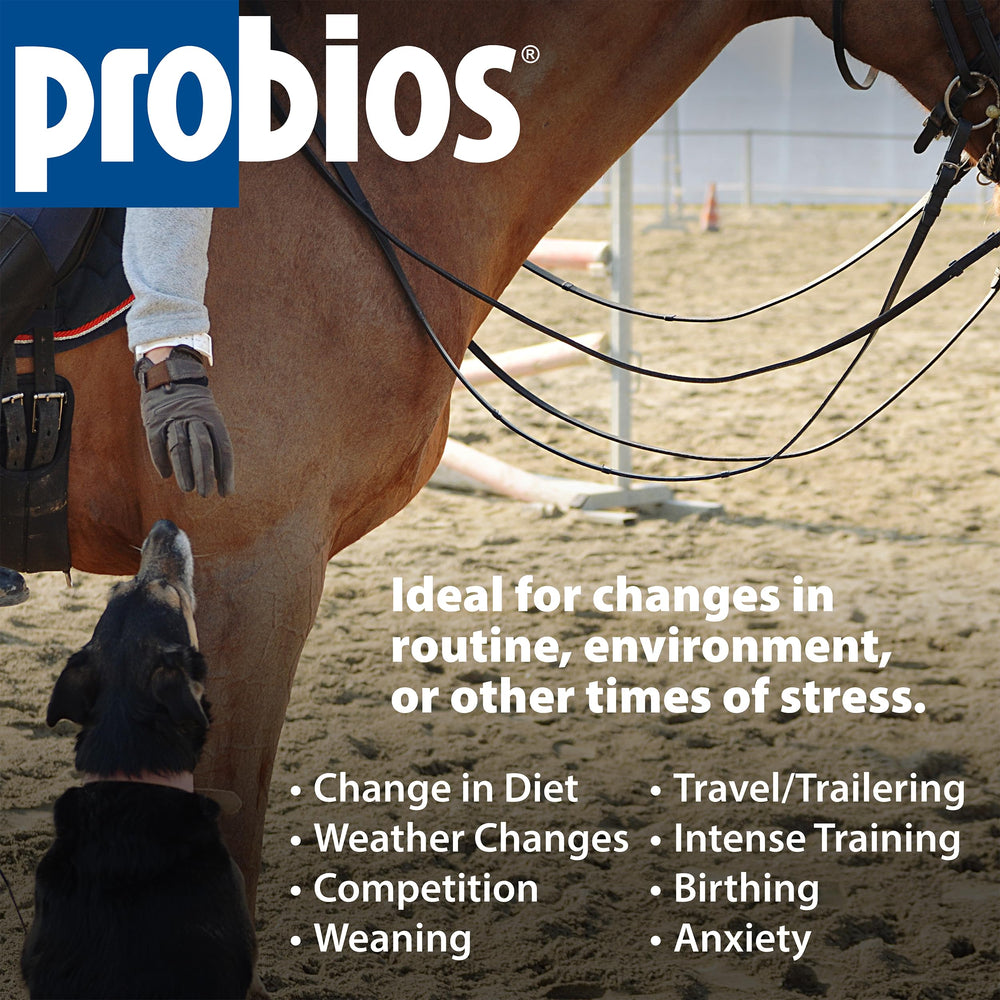 Probios para caballos: mezcla probiótica multiestrén para equilibrio digestivo.