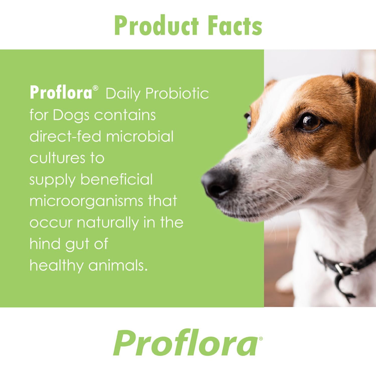 Proflora para perros de todos los tamaños, administración fácil