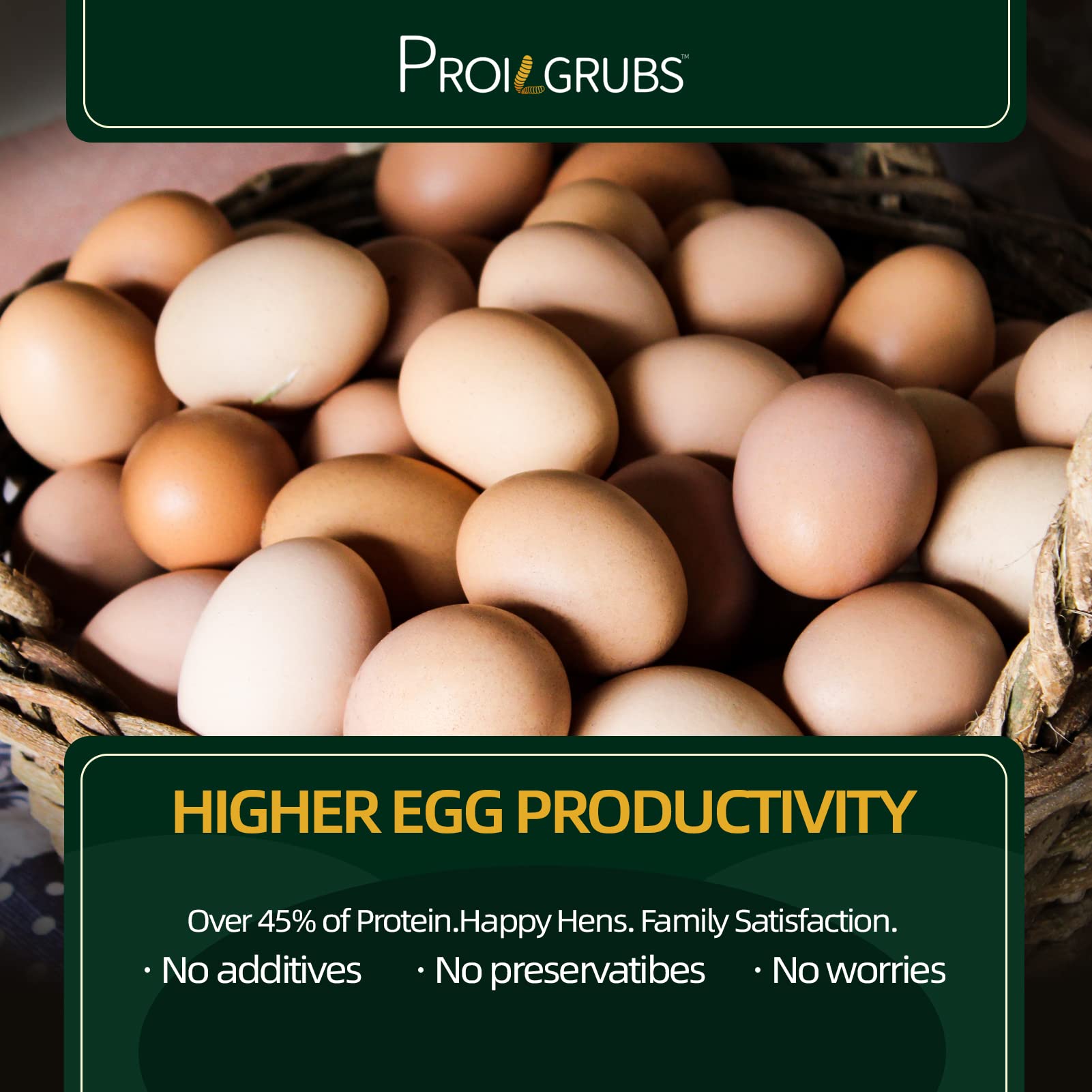 PROILGRUBS pollos consumiendo larvas secadas: complemento nutritivo para la dieta.