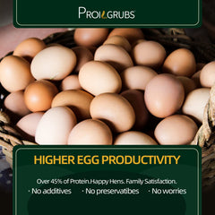 PROILGRUBS pollos consumiendo larvas secadas: complemento nutritivo para la dieta.