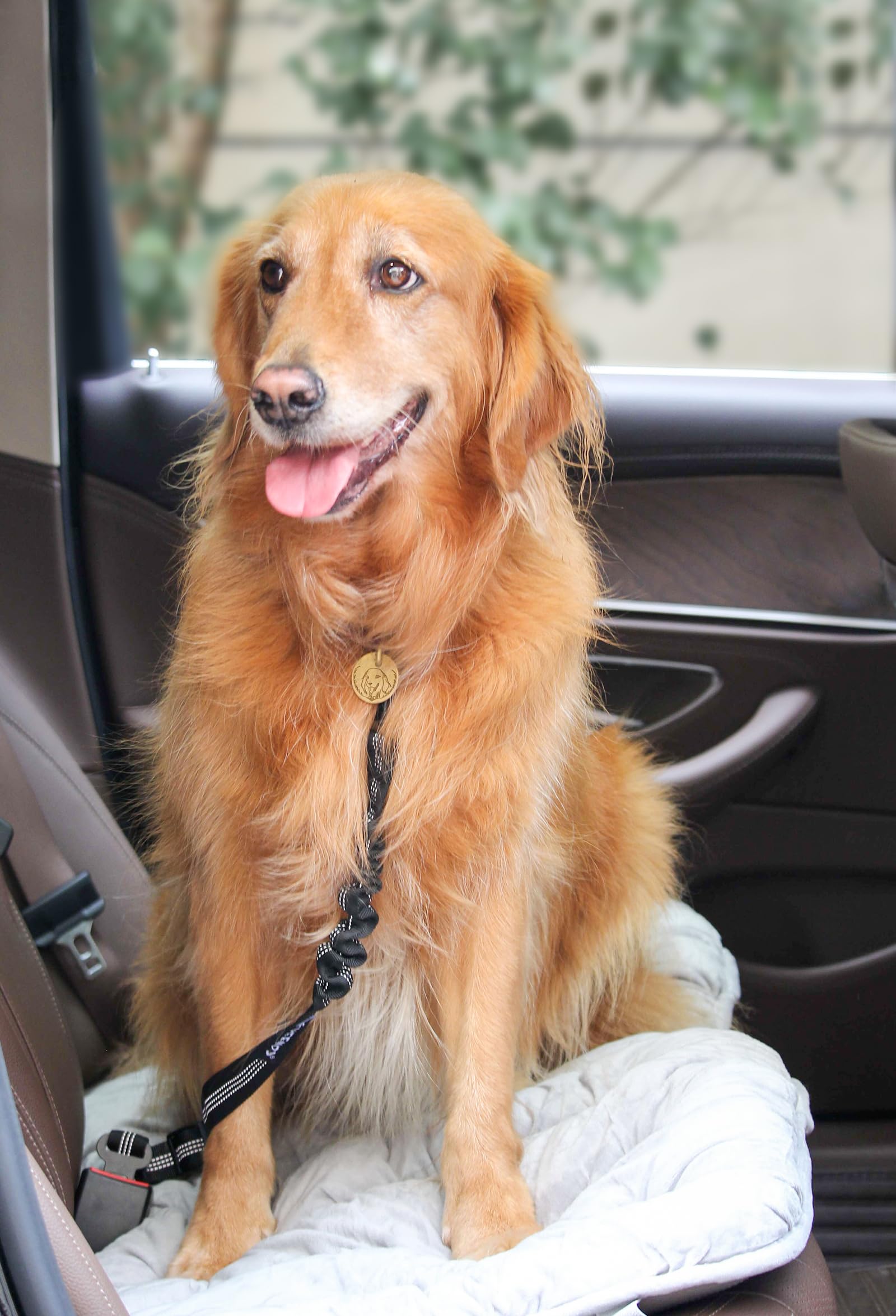 Paquete de dos cinturones para perro PUEENOD, ideal para varias tallas.