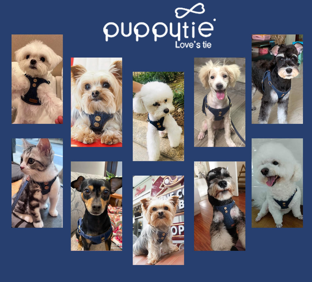 Puppytie arnés denim azul puesto, ajuste cómodo.