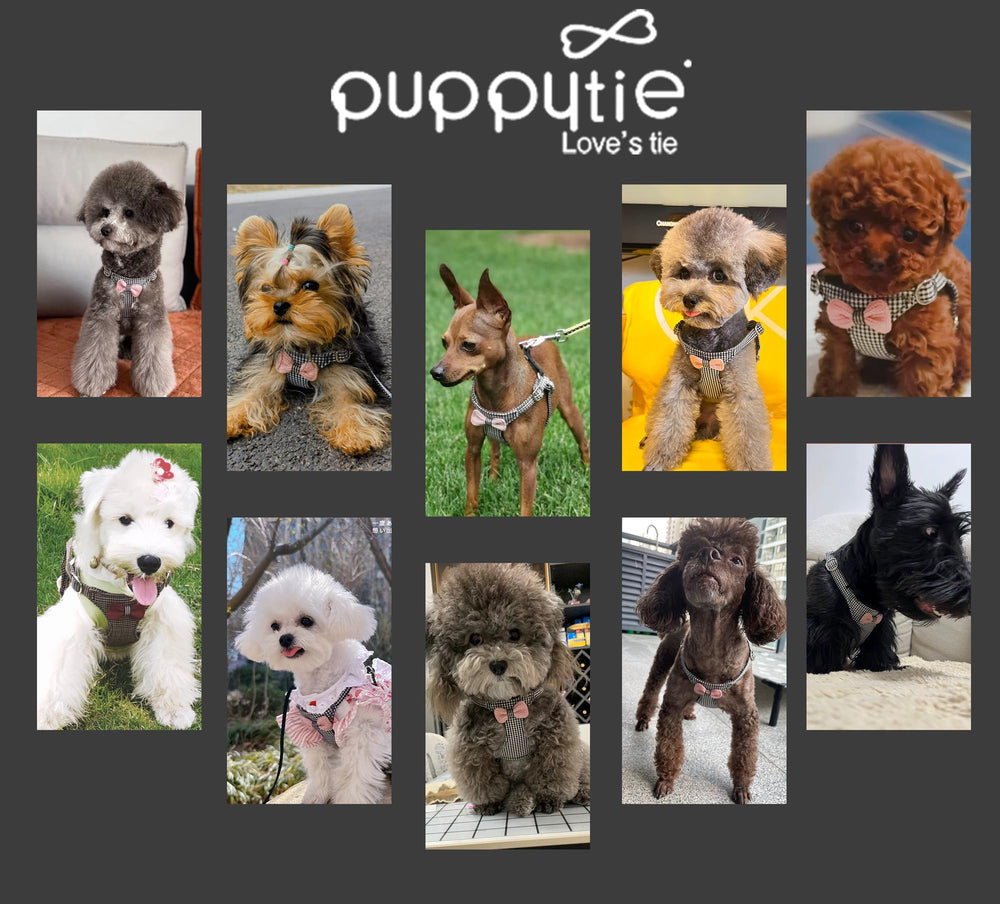 Diseño lazo tejido Puppytie, aspecto elegante para paseos urbanos.