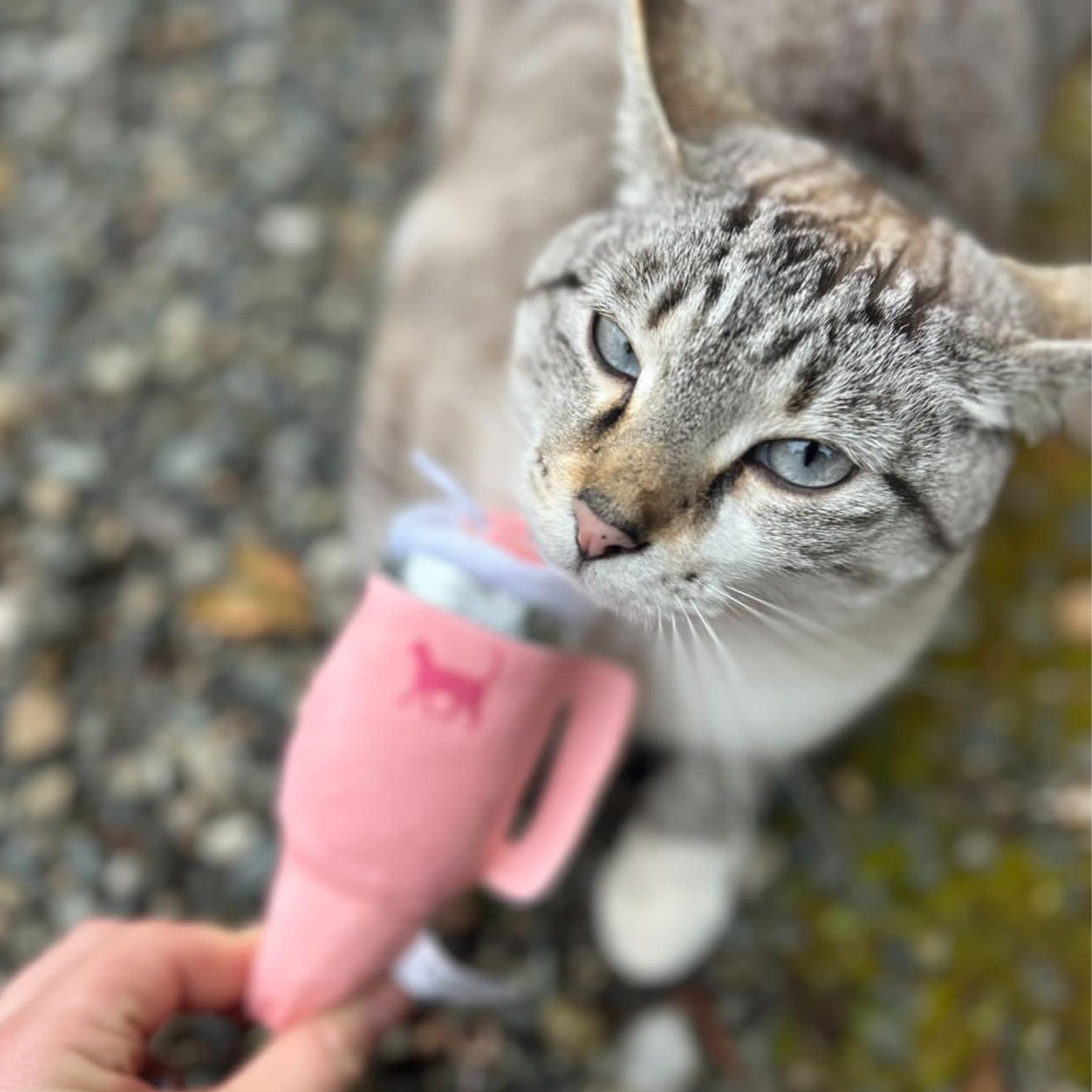 PUPROAR Kitty Cup juego en interiores, perfecto para sesiones de juego.
