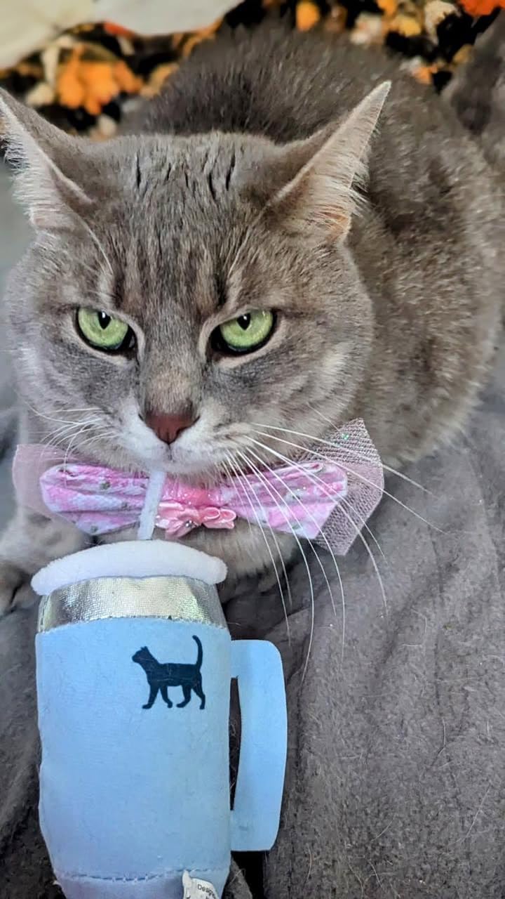 PUPROAR Kitty Cup con papel crujiente, sonido y textura atractiva para felinos.