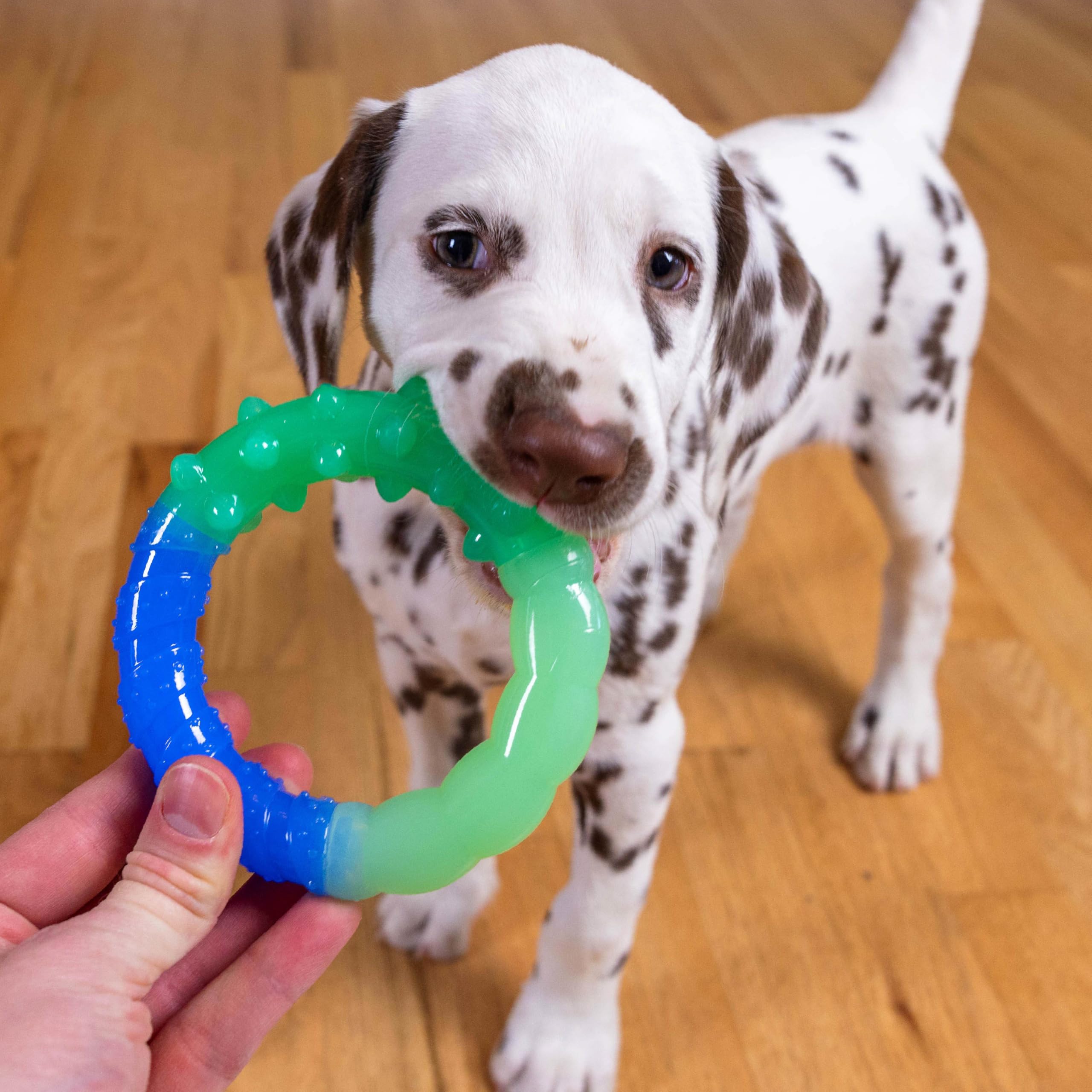 Pupstages Anillo para Exterior: perfecto para patio y paseos al aire libre