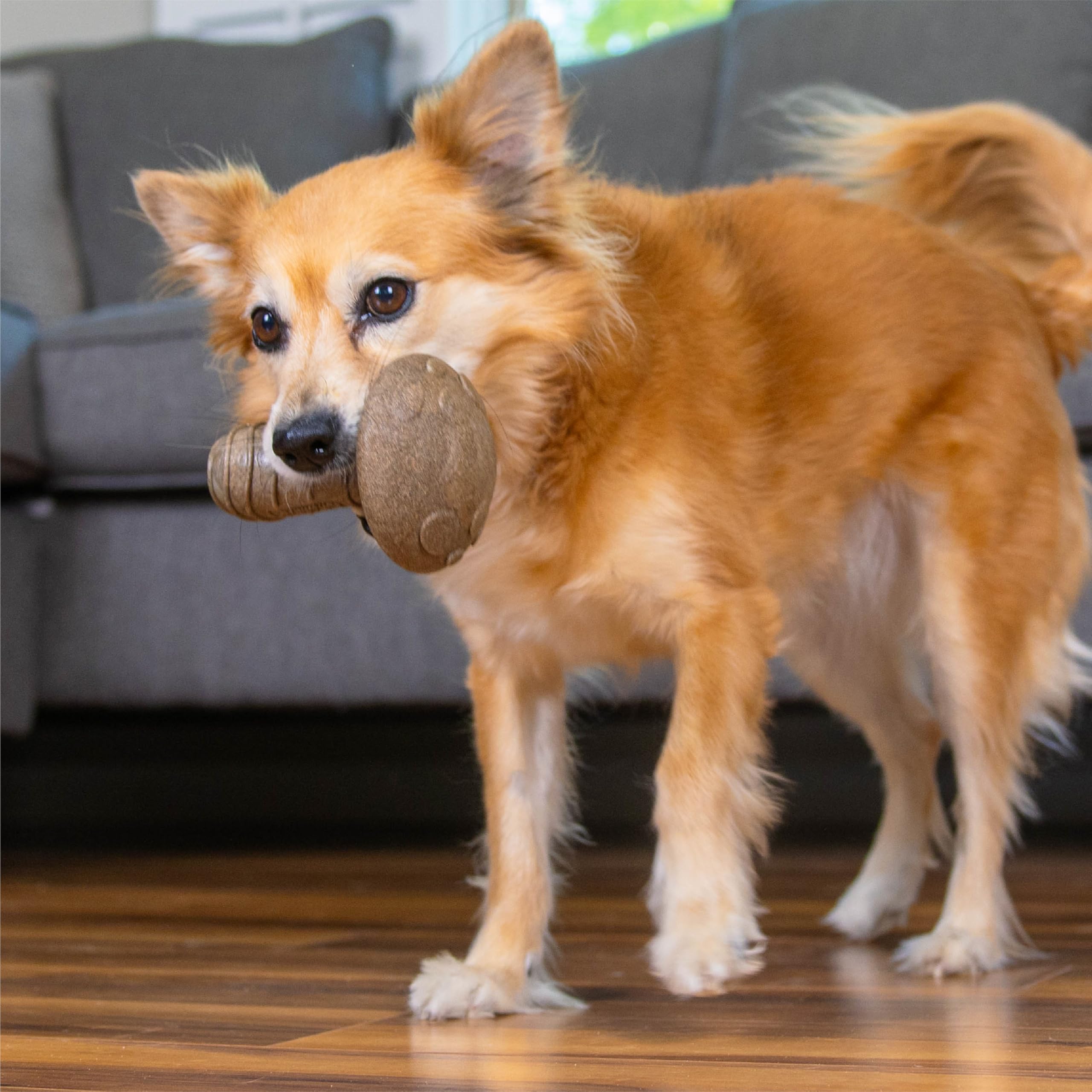 Pupstages Dogwood seta perfecto para cachorros en dentición.