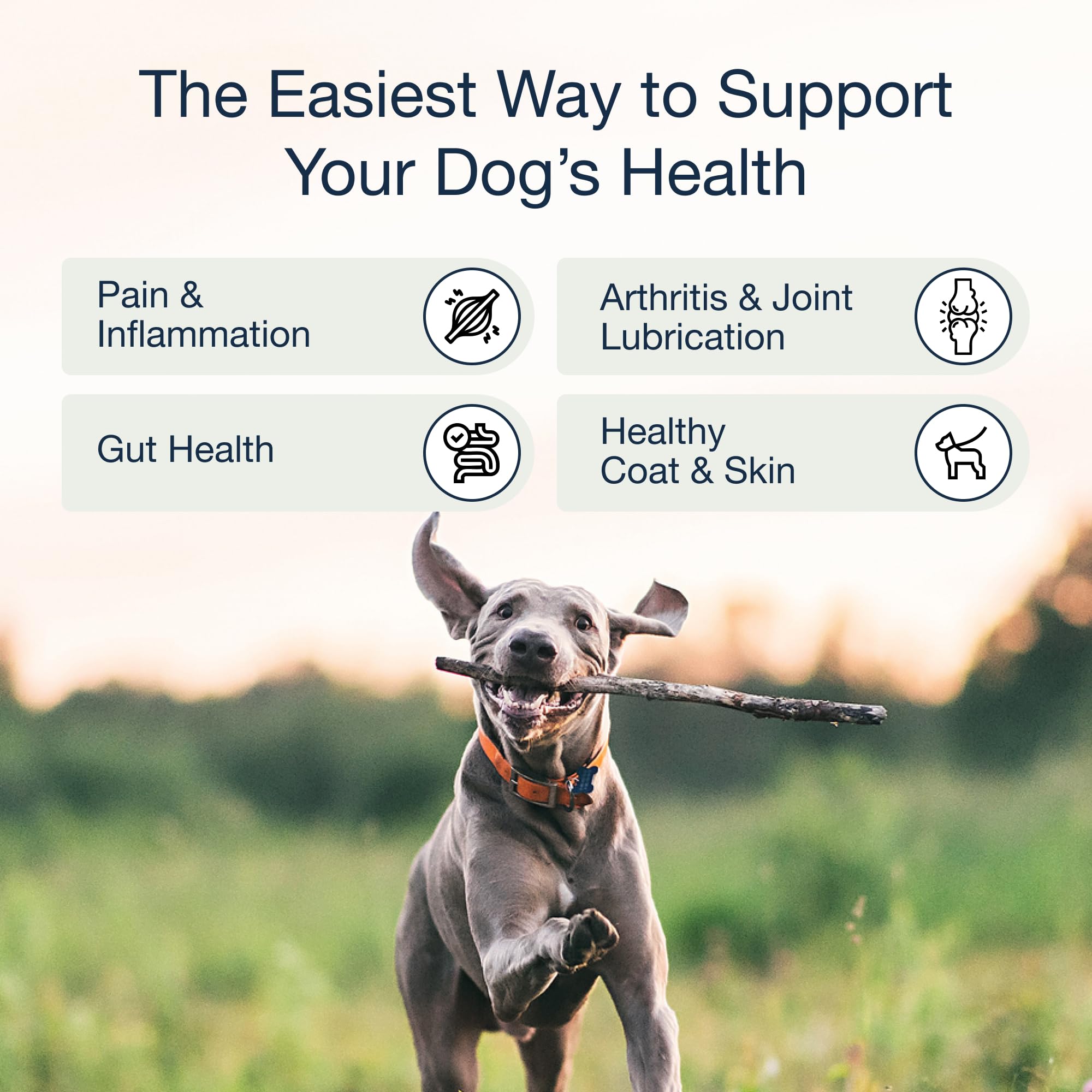 PURE DOGS CO. cúrcuma y boswelia para apoyo inflamatorio suave.