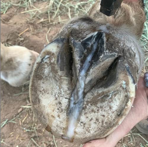 Pure Sole: tratamiento para abscesos en la pezuña con uso suave.