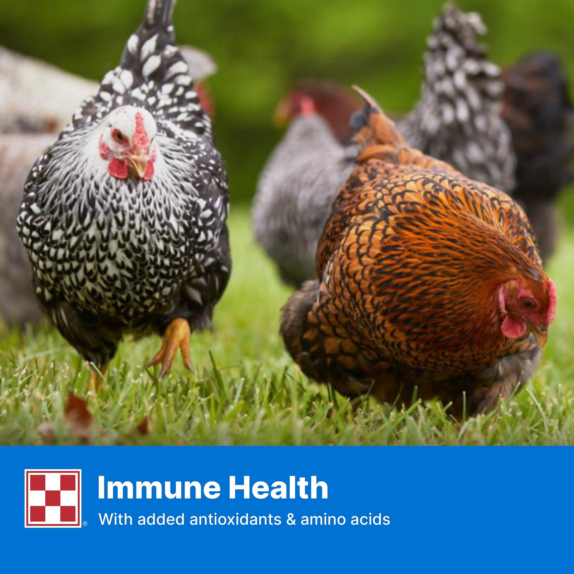 Purina Layena Pellets: dosis diaria recomendada para aves ponedoras.