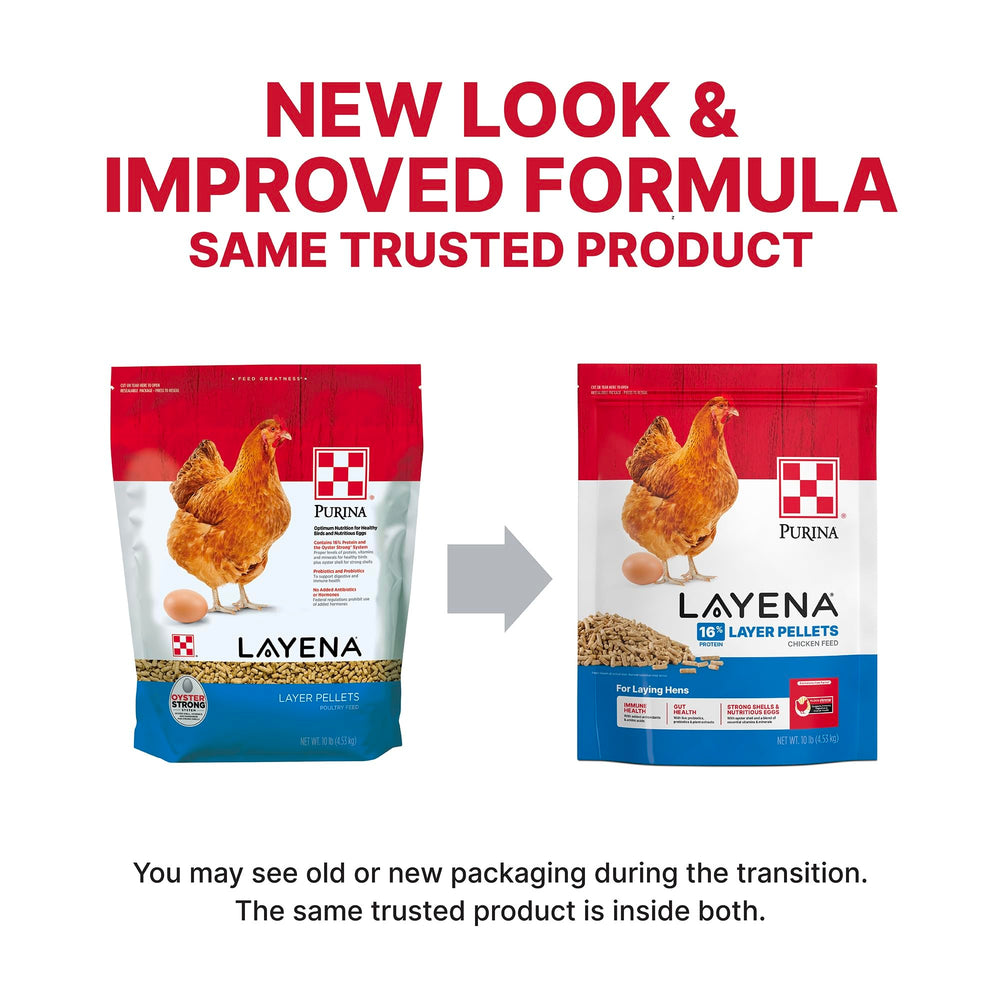 Purina Layena Pellets: gallinas comiendo pellets en comedero, apoyo a la ingesta diaria.