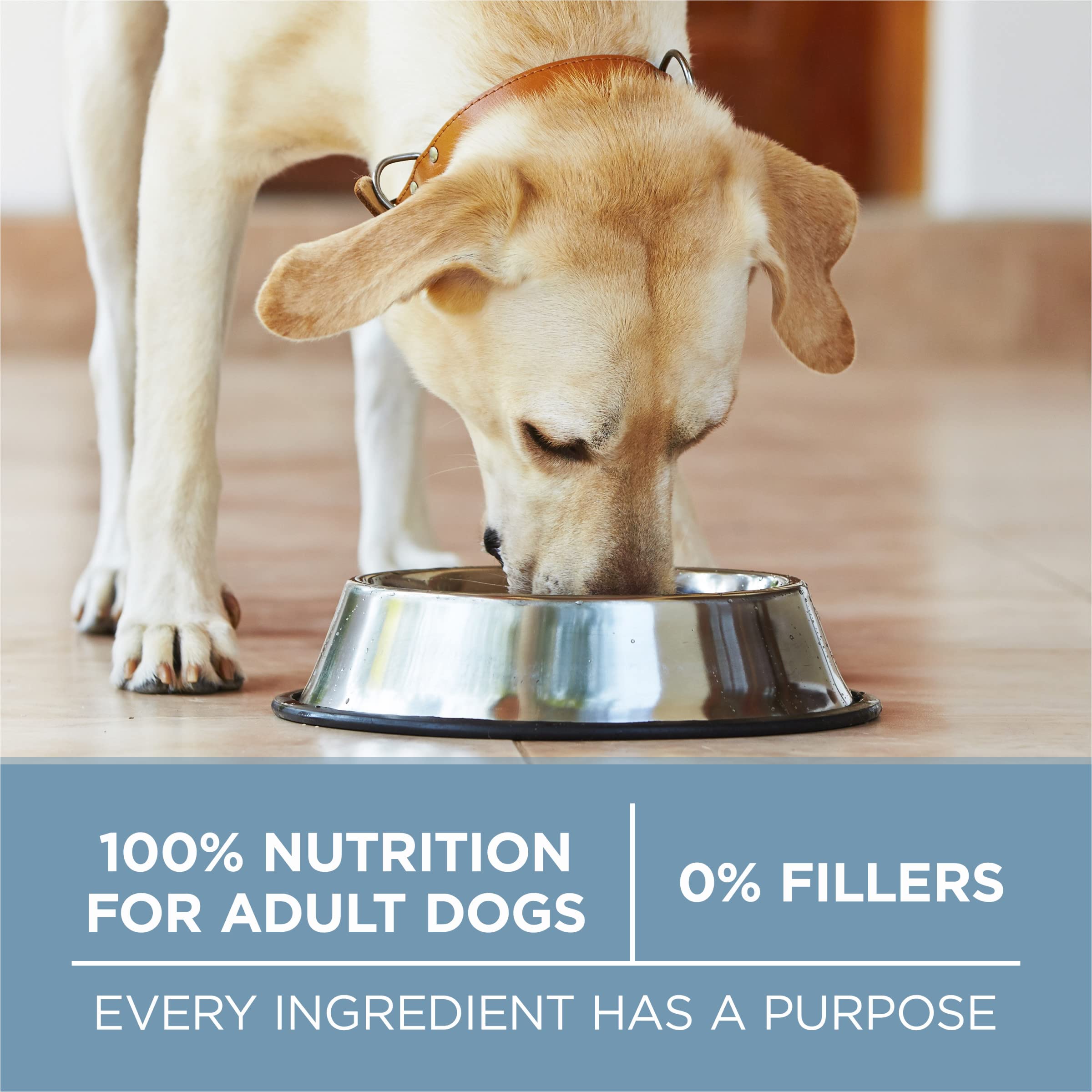 Purina ONE Plus antioxidantes: sistema inmune fuerte con cuatro fuentes