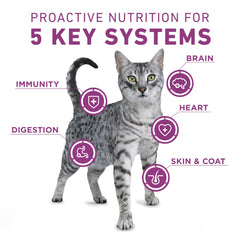 Purina ONE Plus gránulos secos y crujientes con pollo real para sabor apetecible.