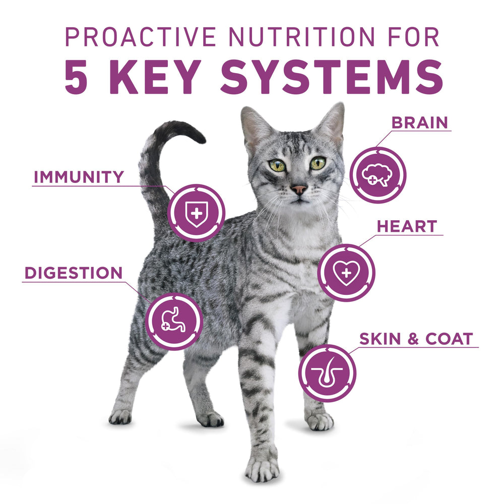 Purina ONE Plus trozos de pollo real visibles para sabor apeteible.