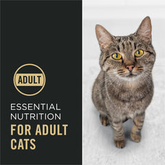 Purina Pro Plan croquetas crujientes con trozos de pollo, textura atractiva para gatos.