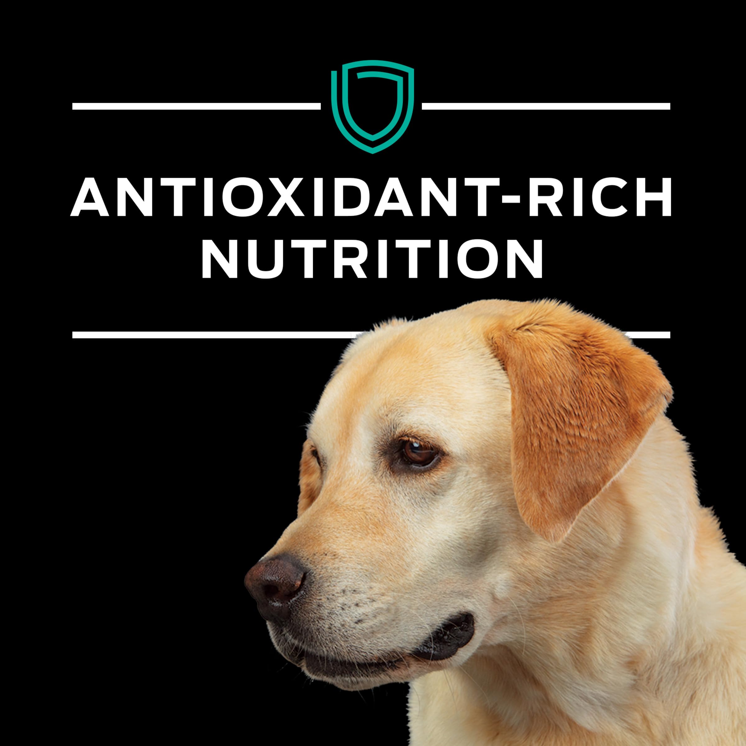 Purina Pro Plan Dietas Veterinarias Gastroenterico Canino, perro comiendo, digestión agradable