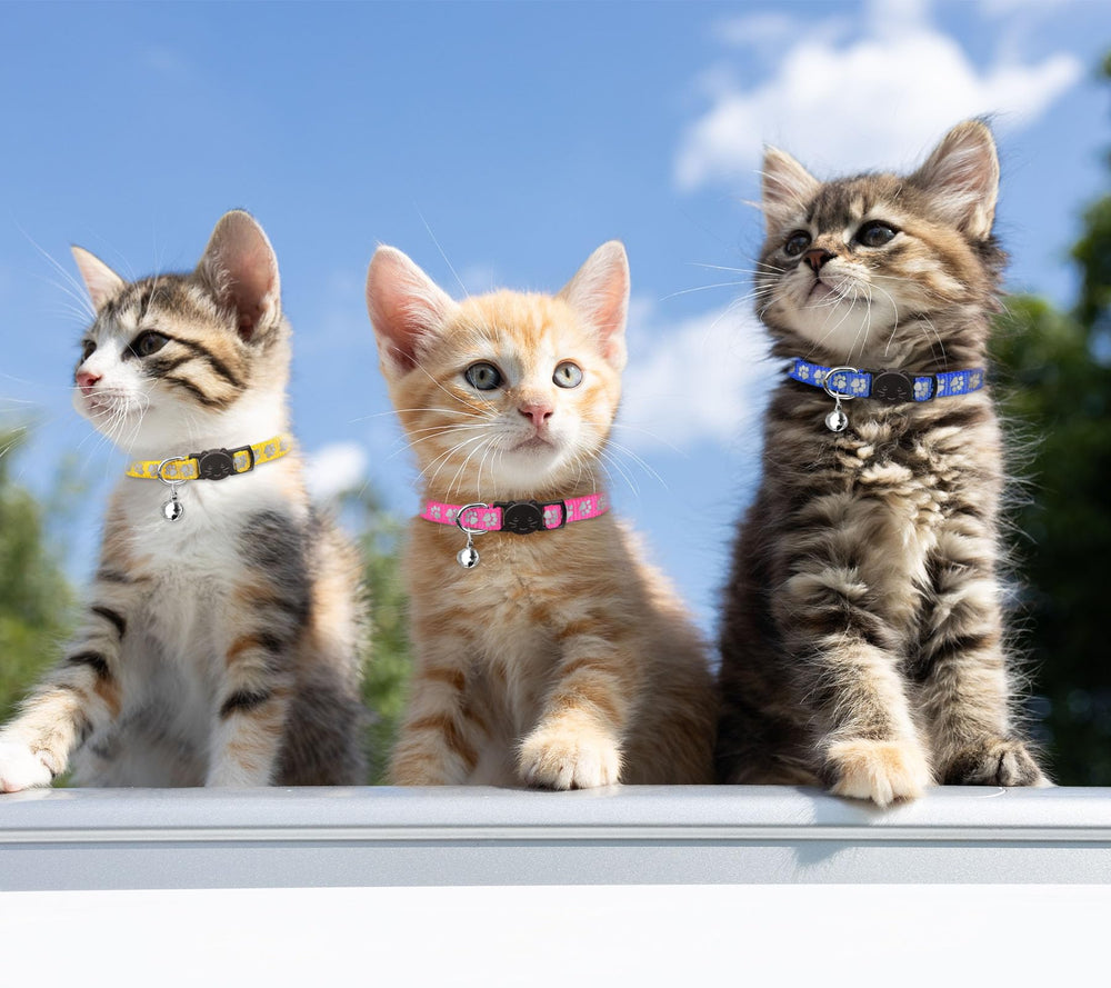 Conjunto de 16 collares para gatos en colores variados de QDYU.