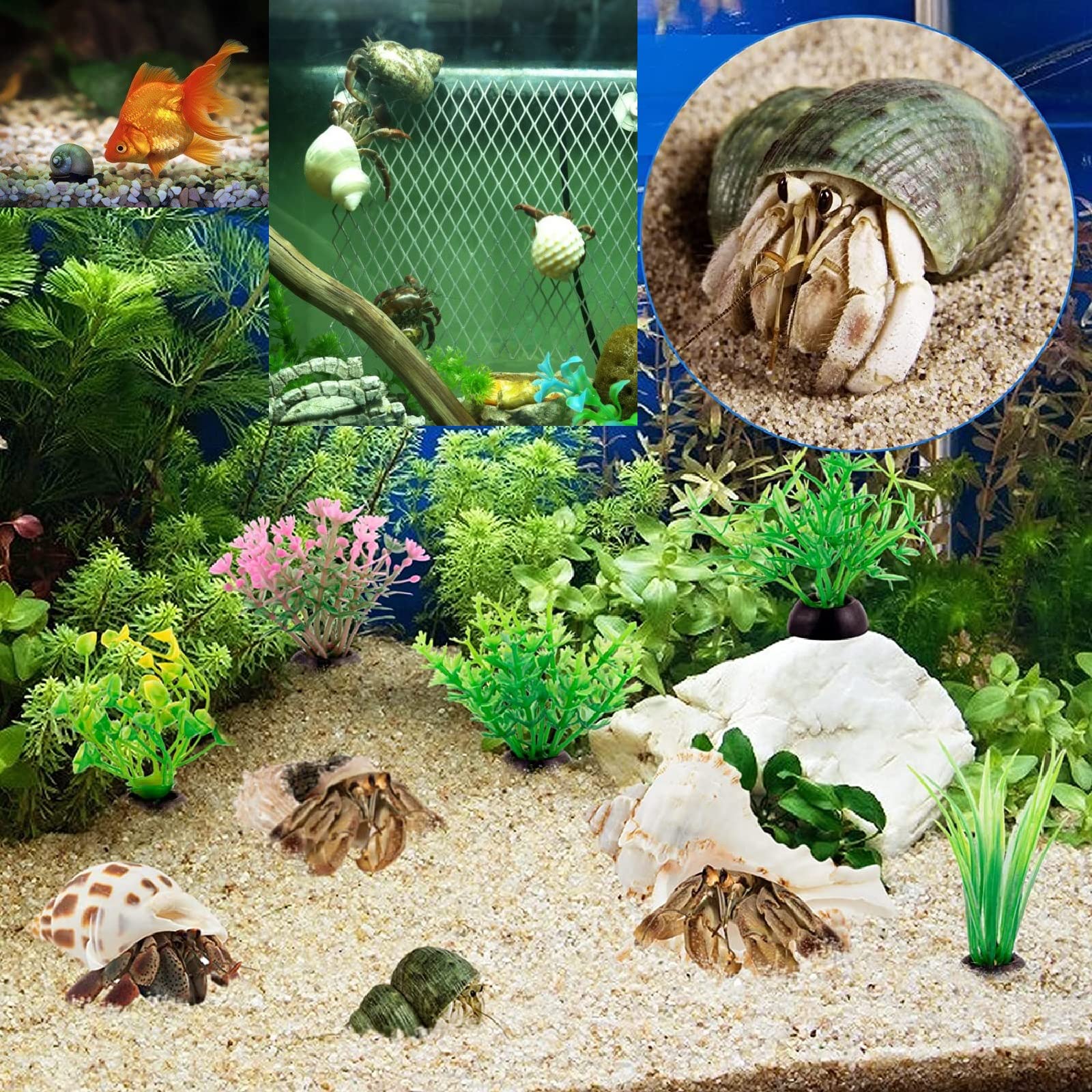Uso decorativo marino con conchas naturales de QEQEKAKA para acuario.