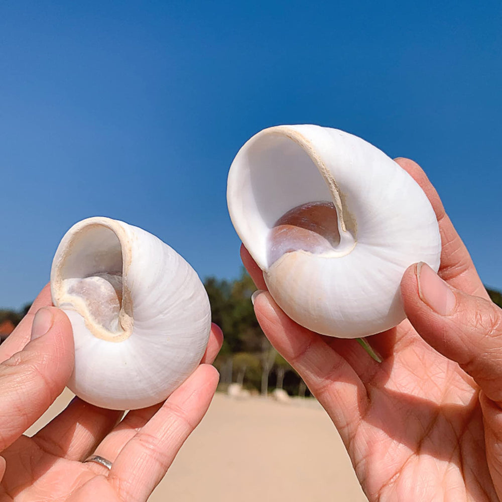 QEQEKAKA juego de dos conchas grandes para cangrejos ermitaños.
