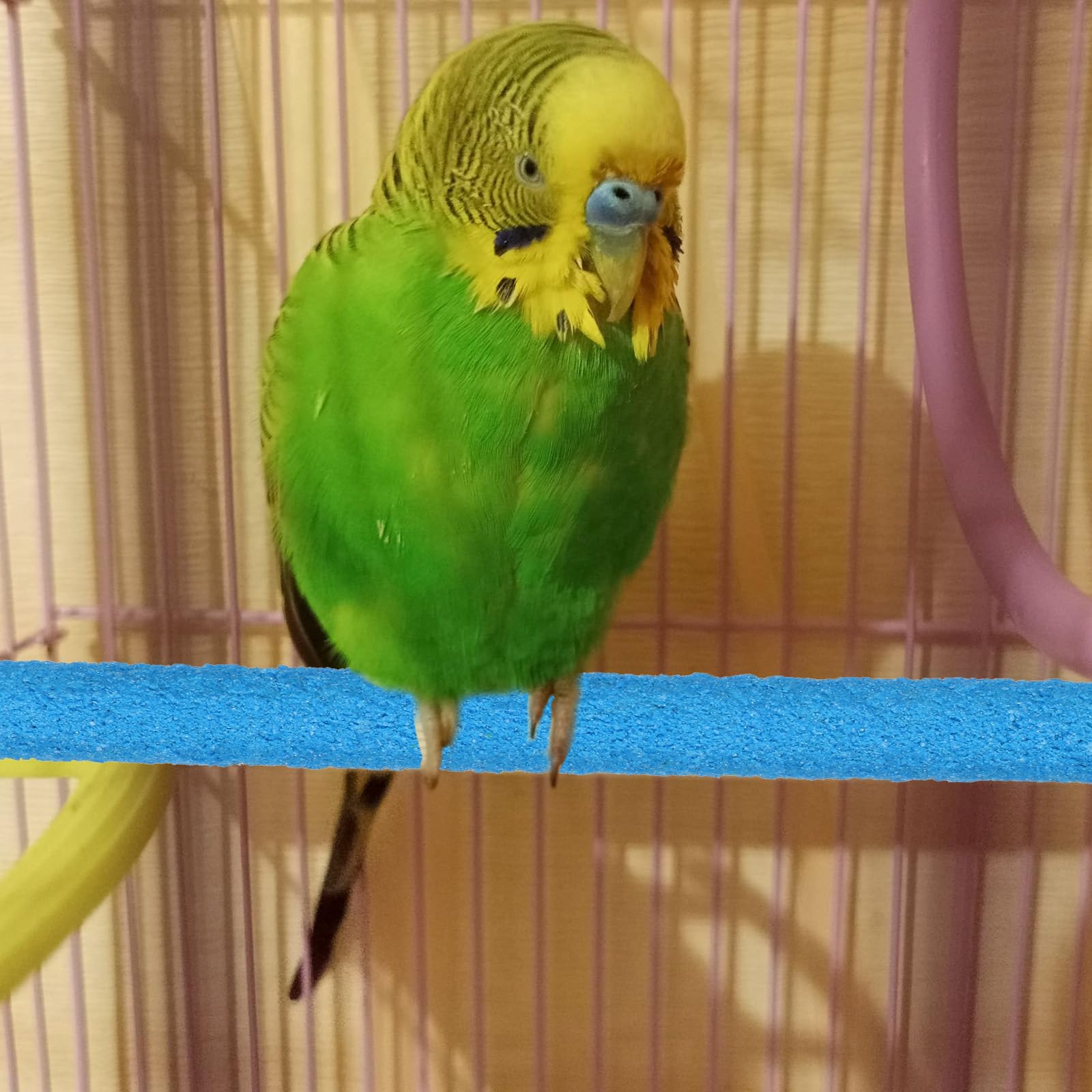 QfwdfcTrenz colores aleatorios atractivos para jaula, añade estimulación visual.