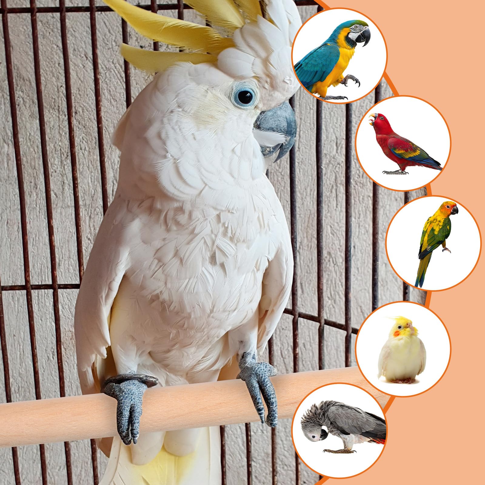 QfwdfcTrenz percha 25 cm para aves grandes.