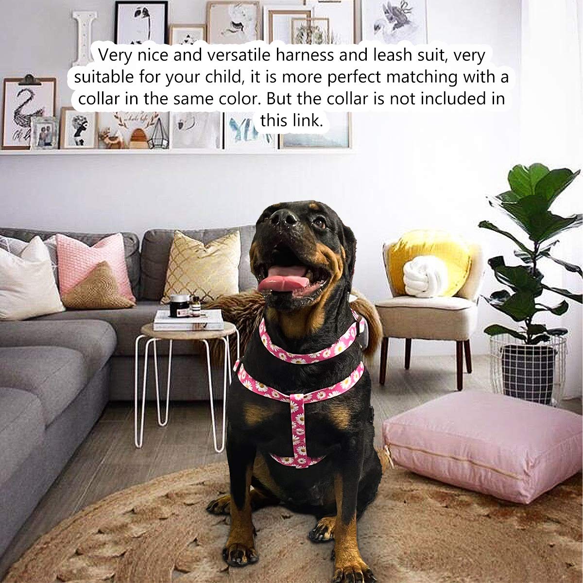 QQPETS arnés talla M: diseñado para perros medianos con pecho de 19-26 pulgadas.