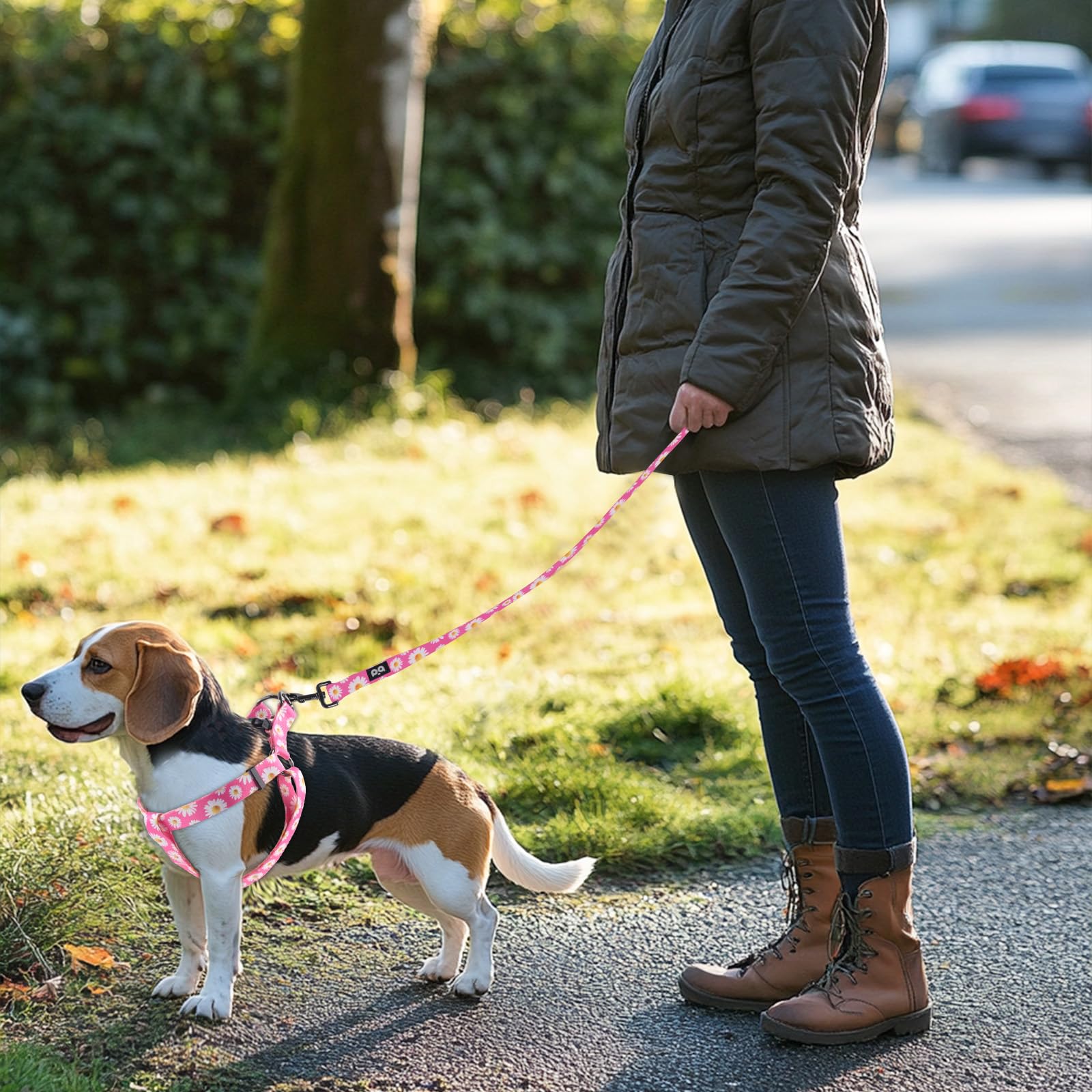 QQPETS ensemble harnais et laisse pour promenades quotidiennes.