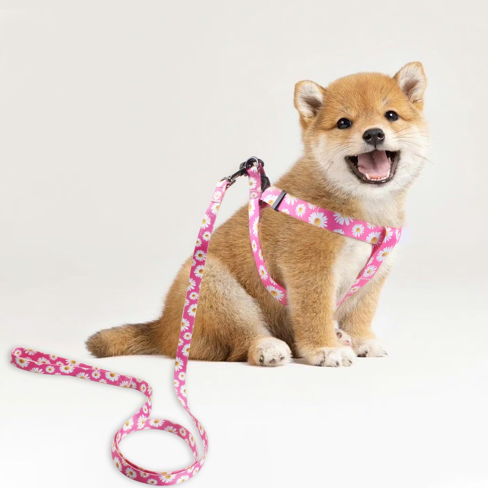 QQPETS longe en polyester de cinq pieds pour liberté surveillée.