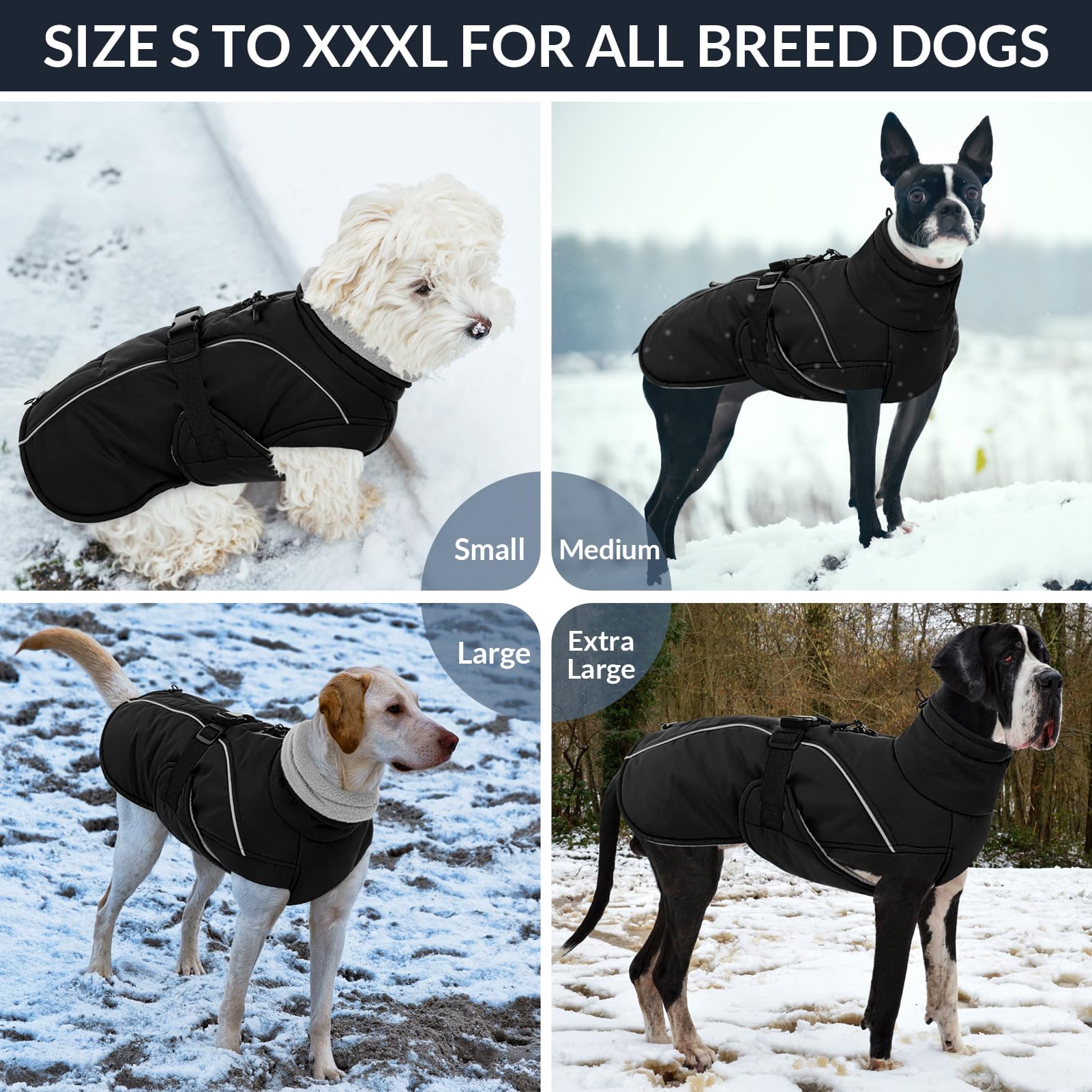 Queenmore chaqueta en múltiples tallas, adaptada a perros pequeños a XXXL.