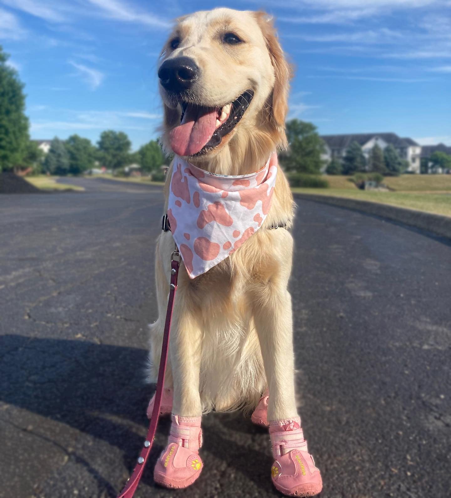 QUMY zapatos para perro, bordado de pata añade estilo y personalidad.