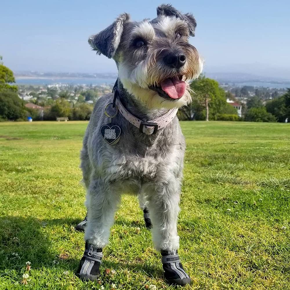 Diseño adorable de QUMY para perros pequeños, cómodo y seguro
