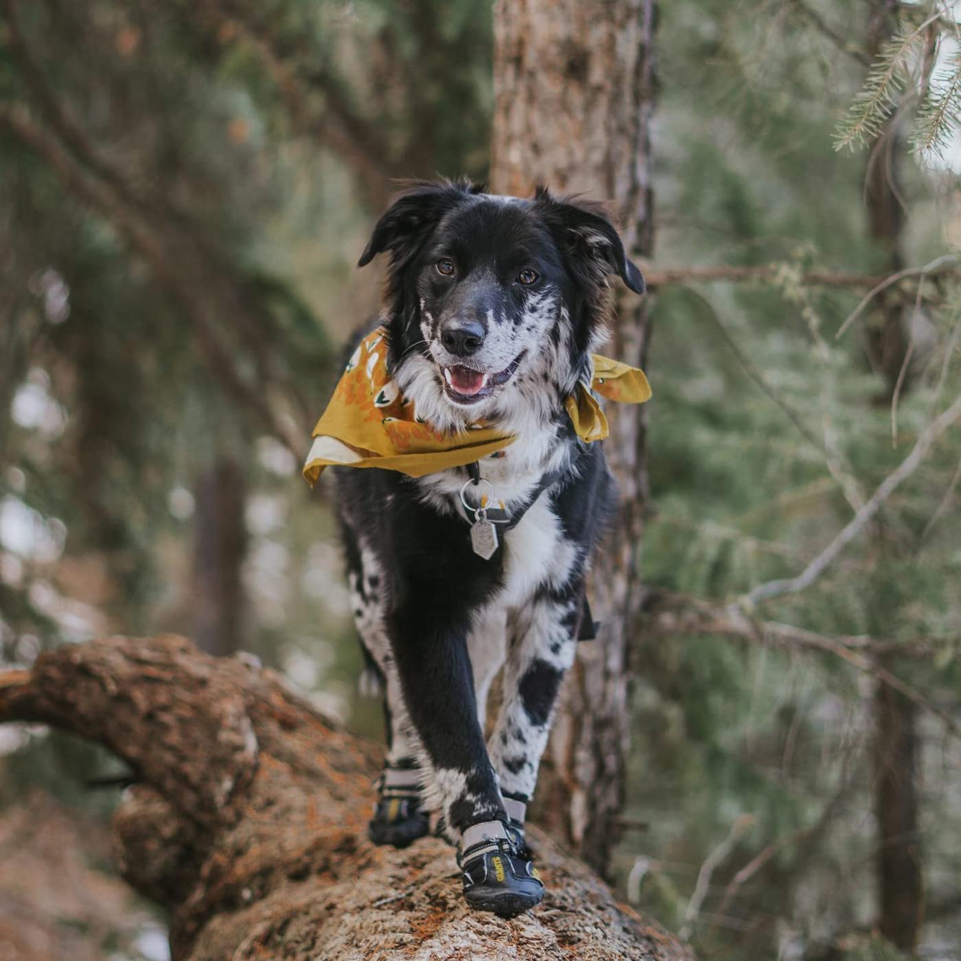 Botas QUMY para perros con correas reflectantes, mejor visibilidad nocturna.