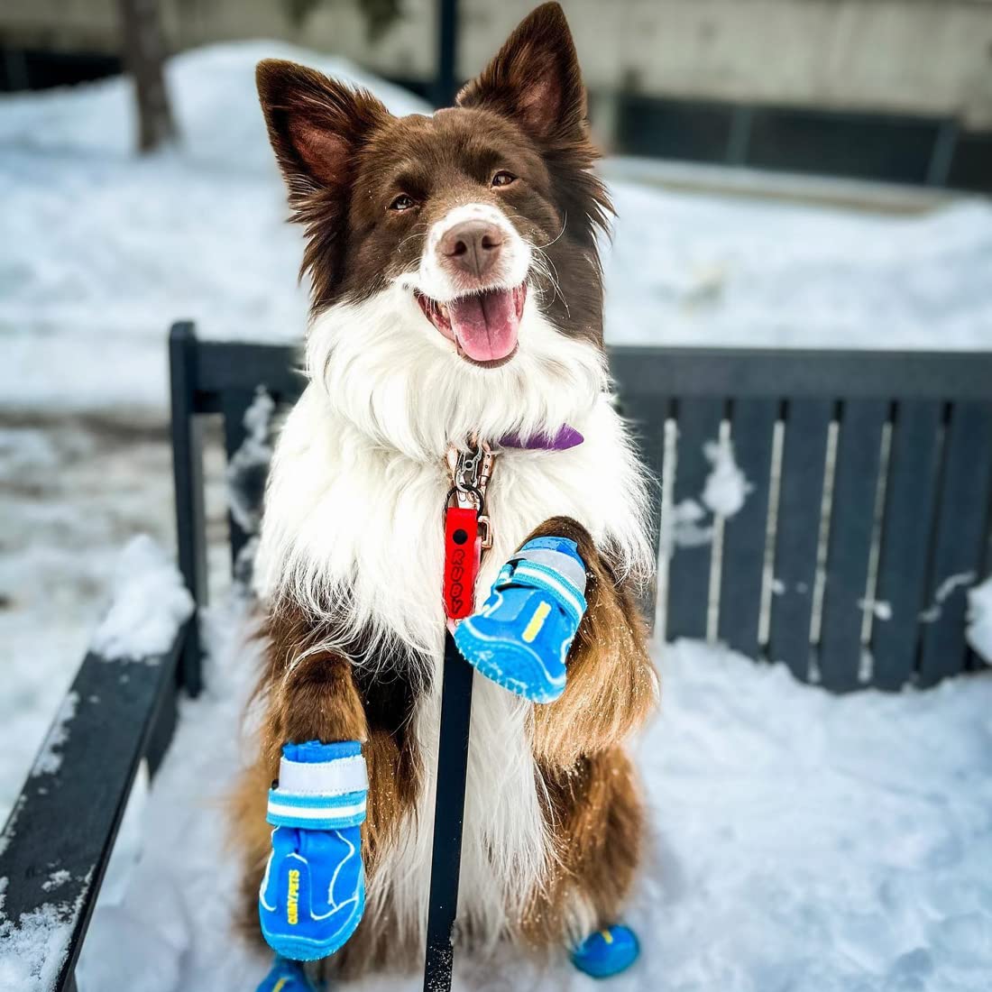 QUMY zapatos para perros, uso interior y exterior, guía de tallas para ajuste.