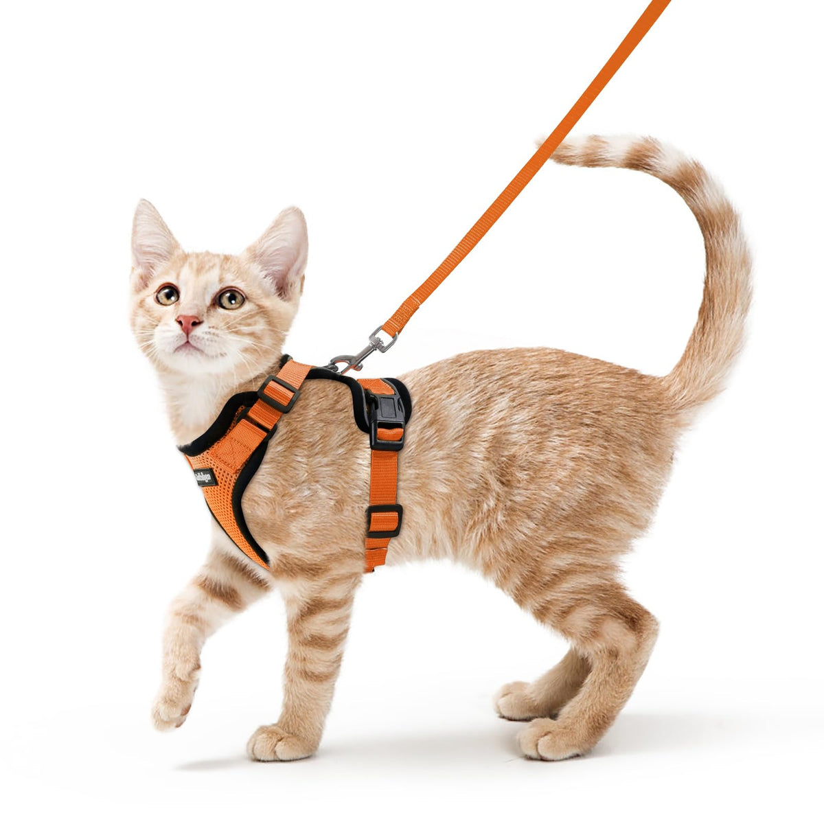 Arnés Rabbitgoo para gatito transpirable y cómodo para paseos