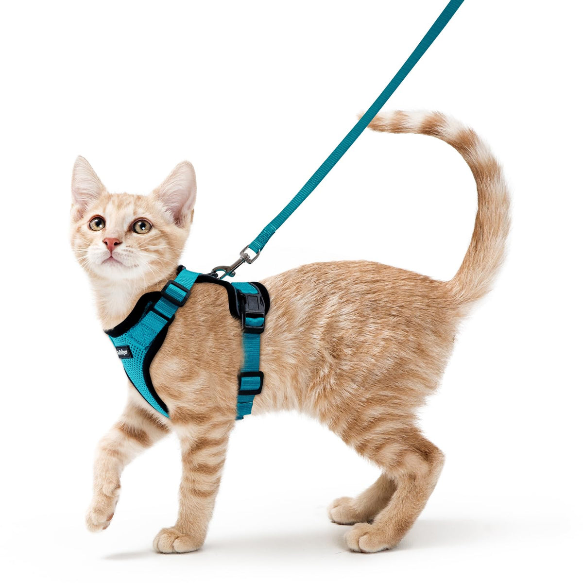 Arnés Rabbitgoo para gatos en turquesa, vista frontal para evaluar ajuste