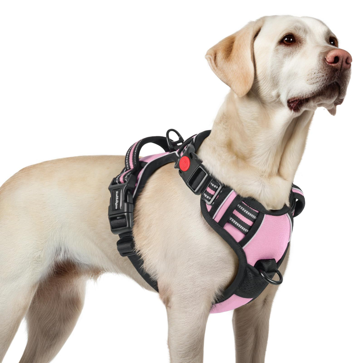 Arnés Rabbitgoo para perros grandes con tres hebillas para ponérselo fácilmente durante paseos.