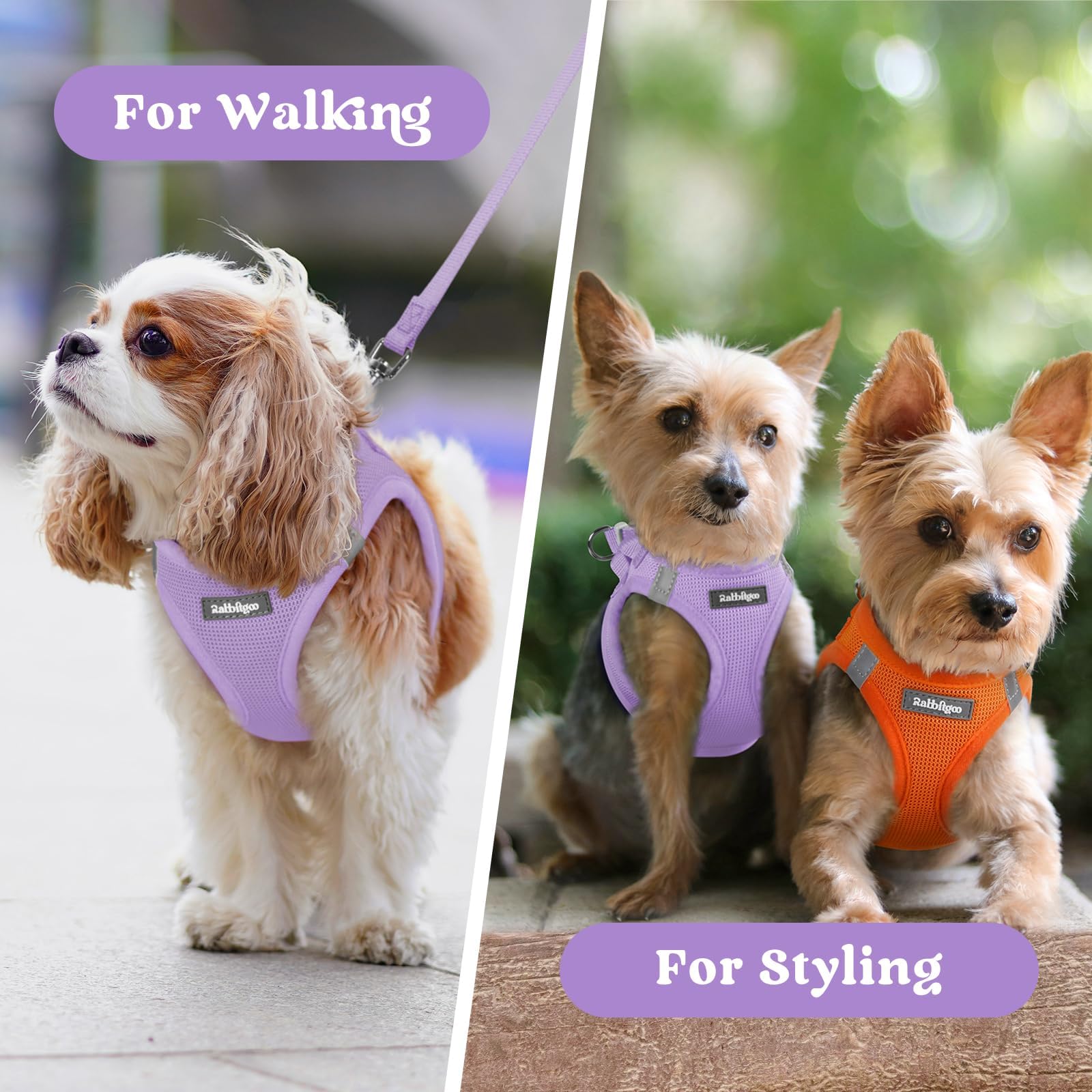 Guía de tallas Rabbitgoo para perros pequeños.