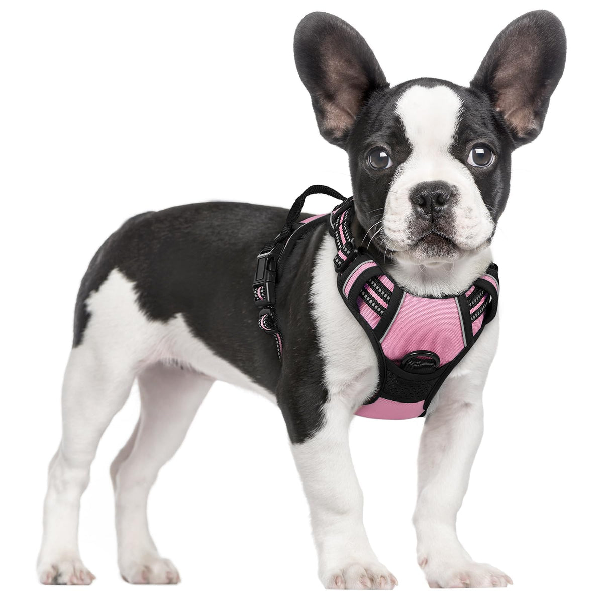 Arnés Rabbitgoo para perro con dos anillos, ideal para paseos más controlados.