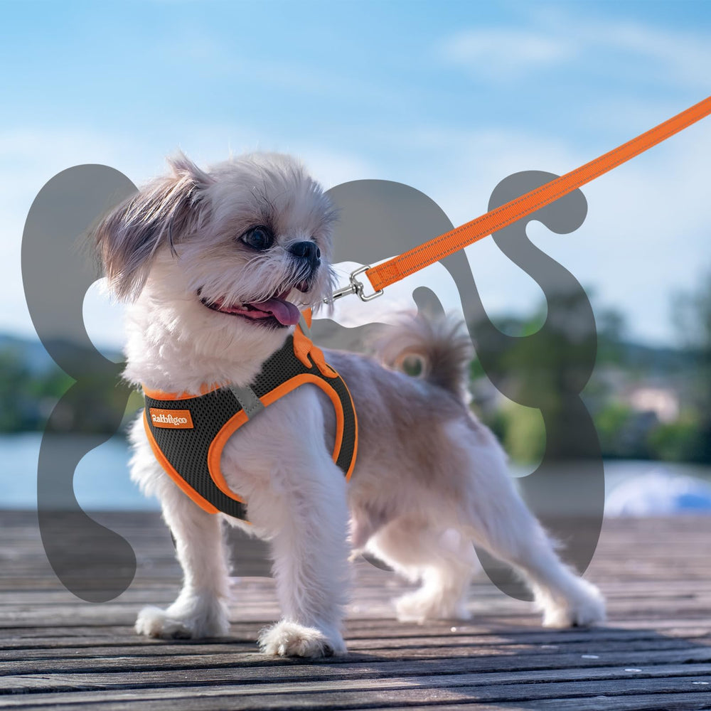 Detalle ergonómico y cómodo en el arnés Rabbitgoo para perros pequeños.